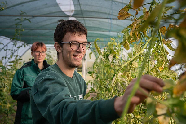 Ein junger Mann mit Brille lächelt bei der Arbeit an Tomatenpflanzen in einem Gewächshaus, im Hintergrund eine Betreuerin